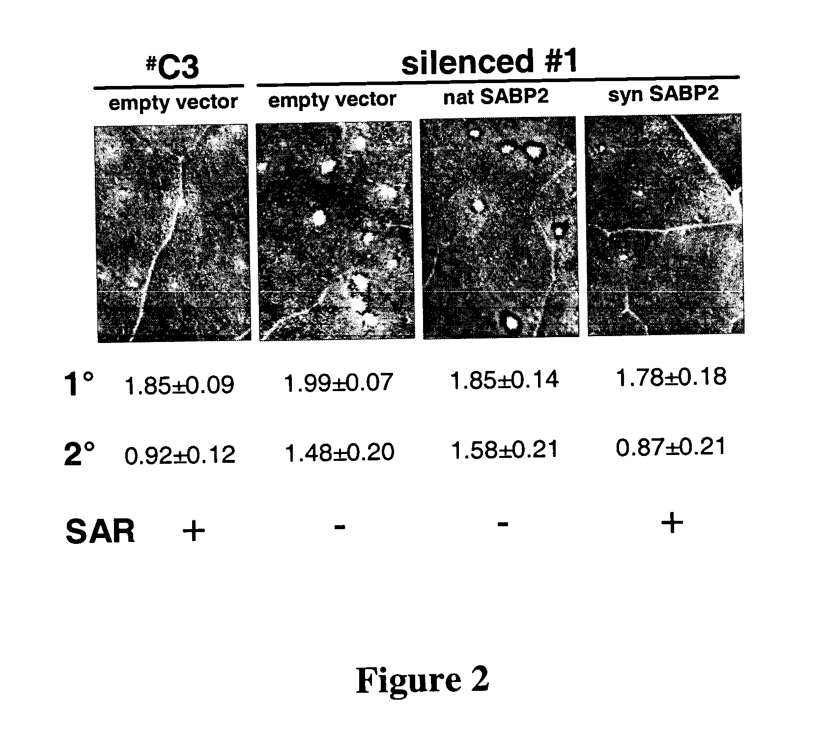 Methods for determining specificity of RNA silencing and for genetic analysis of the silenced gene or protein