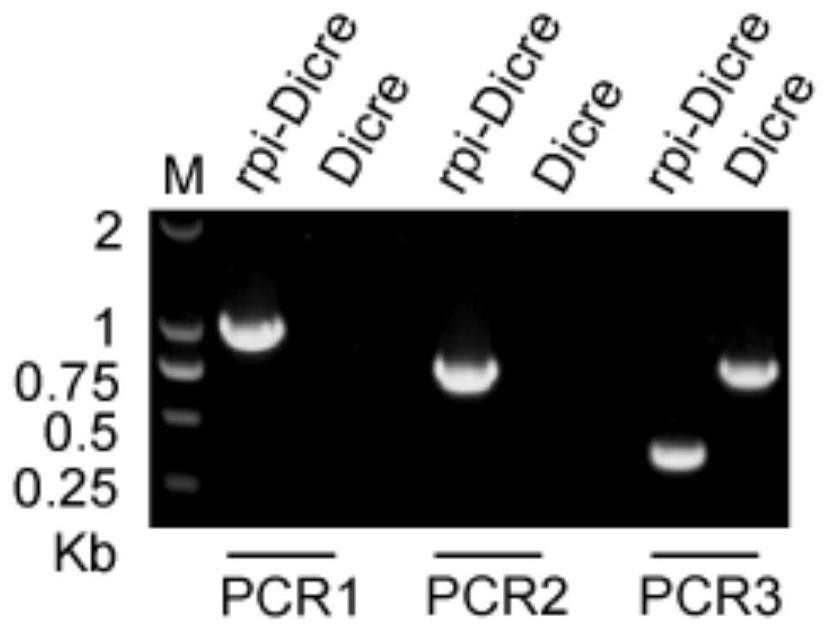 Toxoplasma gondii ribulose-5-phosphate isomerase TgRPI gene edited strain and application thereof
