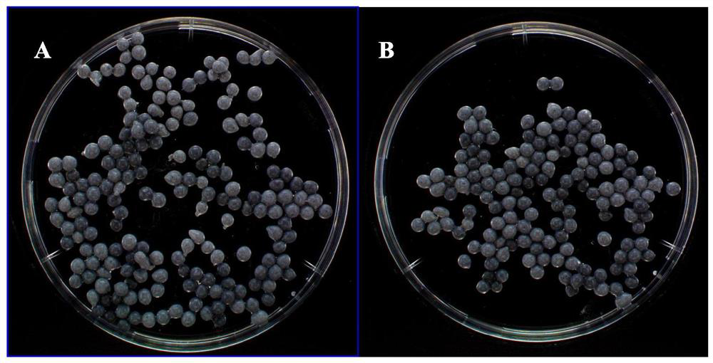 A bacterial agent for degrading triazine herbicides and its preparation method