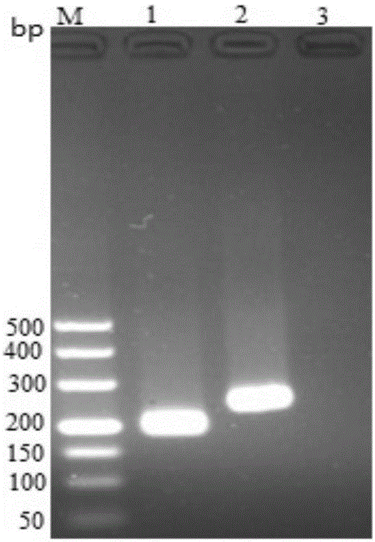 Fluorescence quantitative PCR kit for detecting porcine epidemic diarrhea virus and use thereof