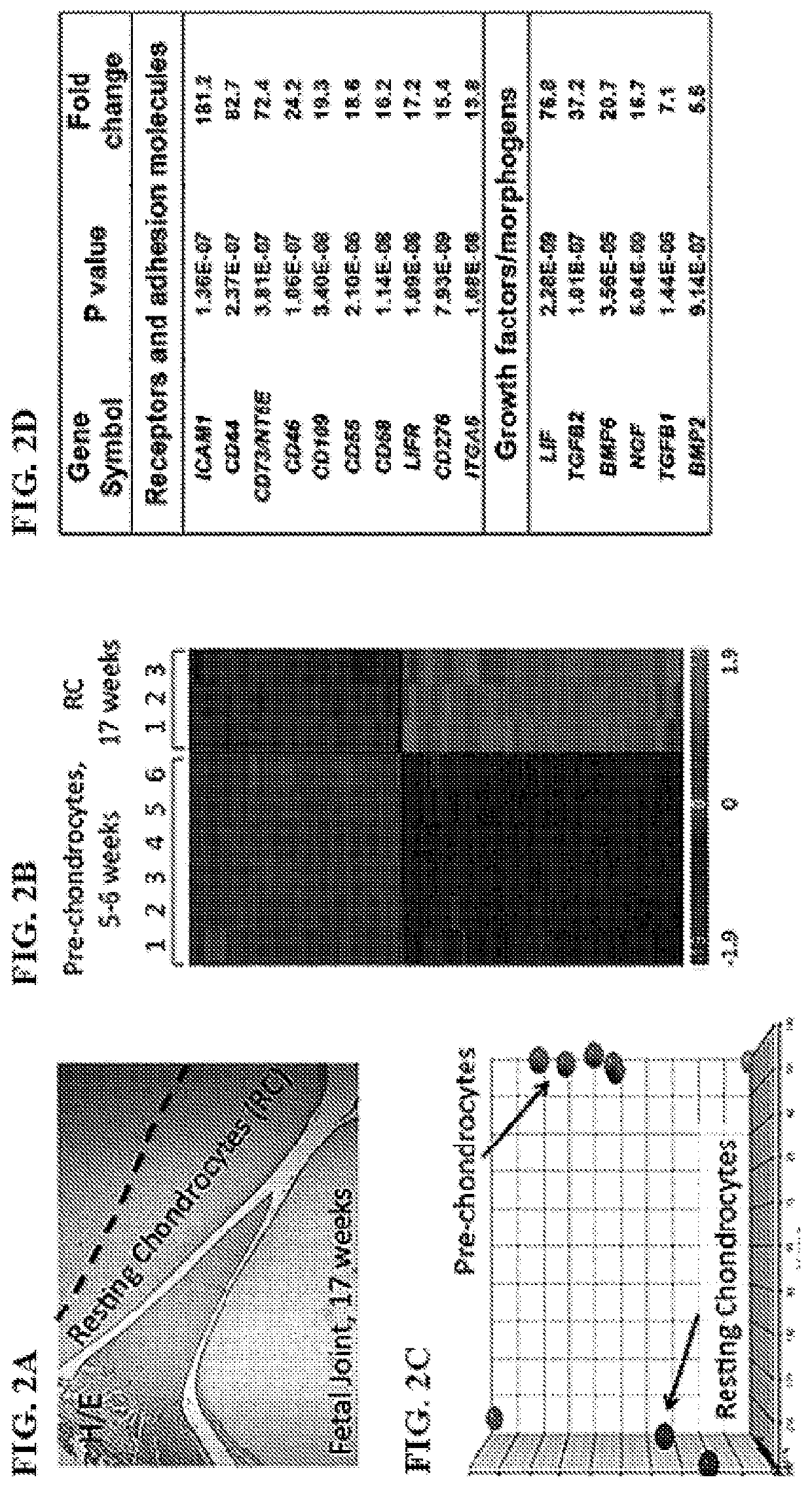 Small molecules that enable cartilage rejuvenation