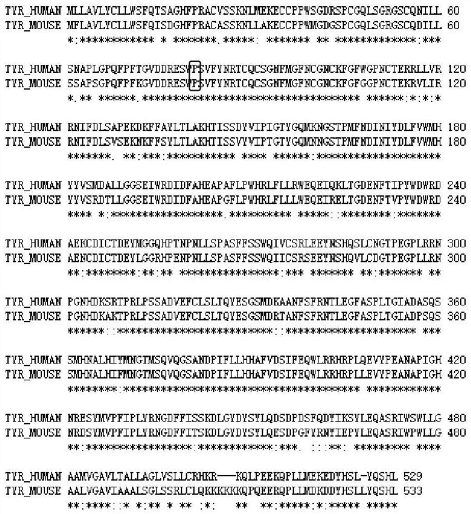 A kind of sgRNA guide sequence and its application of specific targeting mouse tyr gene