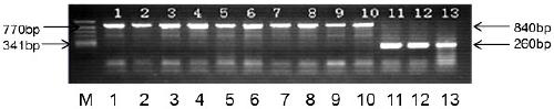 A kasp marker primer for detecting wx-d1 gene in waxy wheat k107wx1 and its application