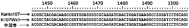 A kasp marker primer for detecting wx-d1 gene in waxy wheat k107wx1 and its application