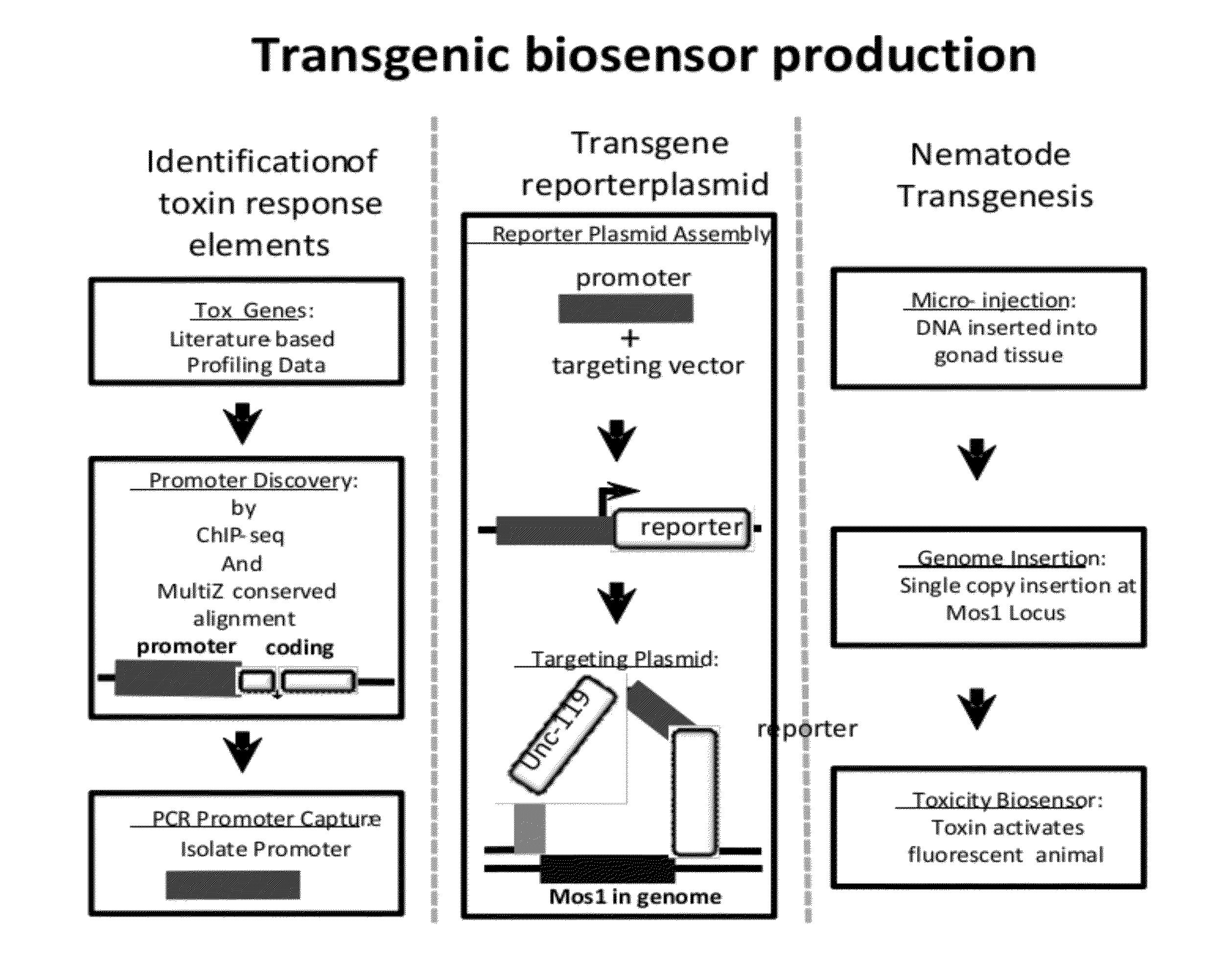 Transgenic biosensors