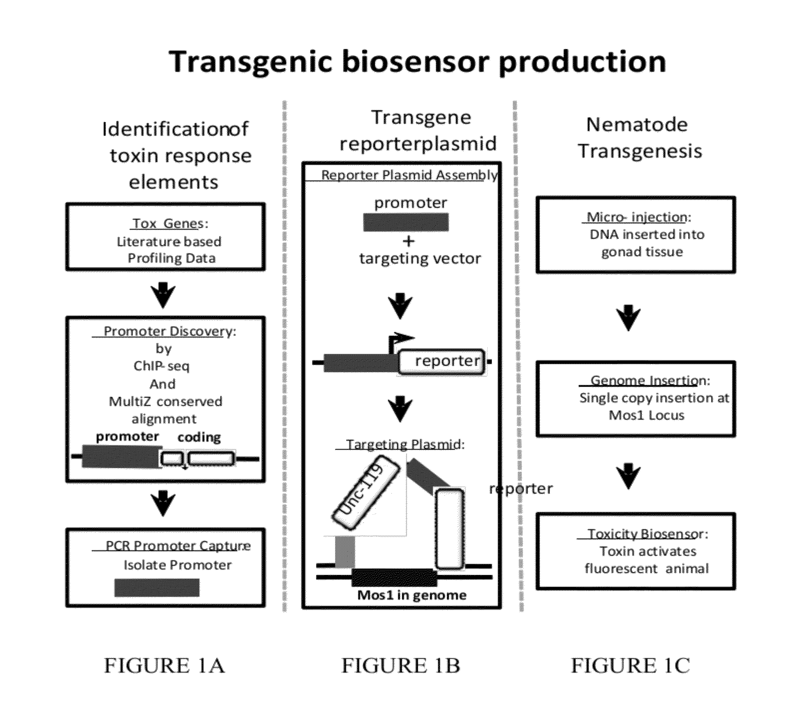 Transgenic biosensors