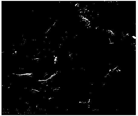 Construction method of tissue engineering epidermis model