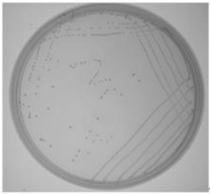 A kind of Enterococcus faecium xc2 producing antibacterial substances and its screening method and application