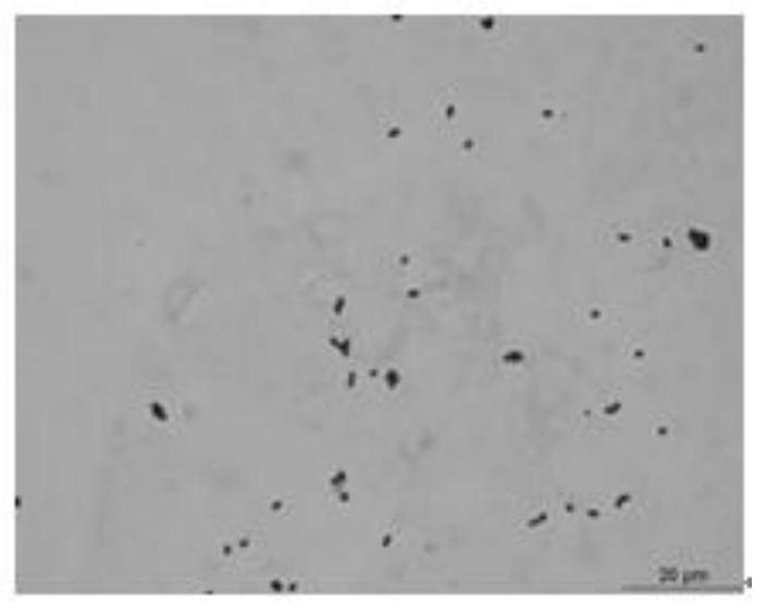 A kind of Enterococcus faecium xc2 producing antibacterial substances and its screening method and application