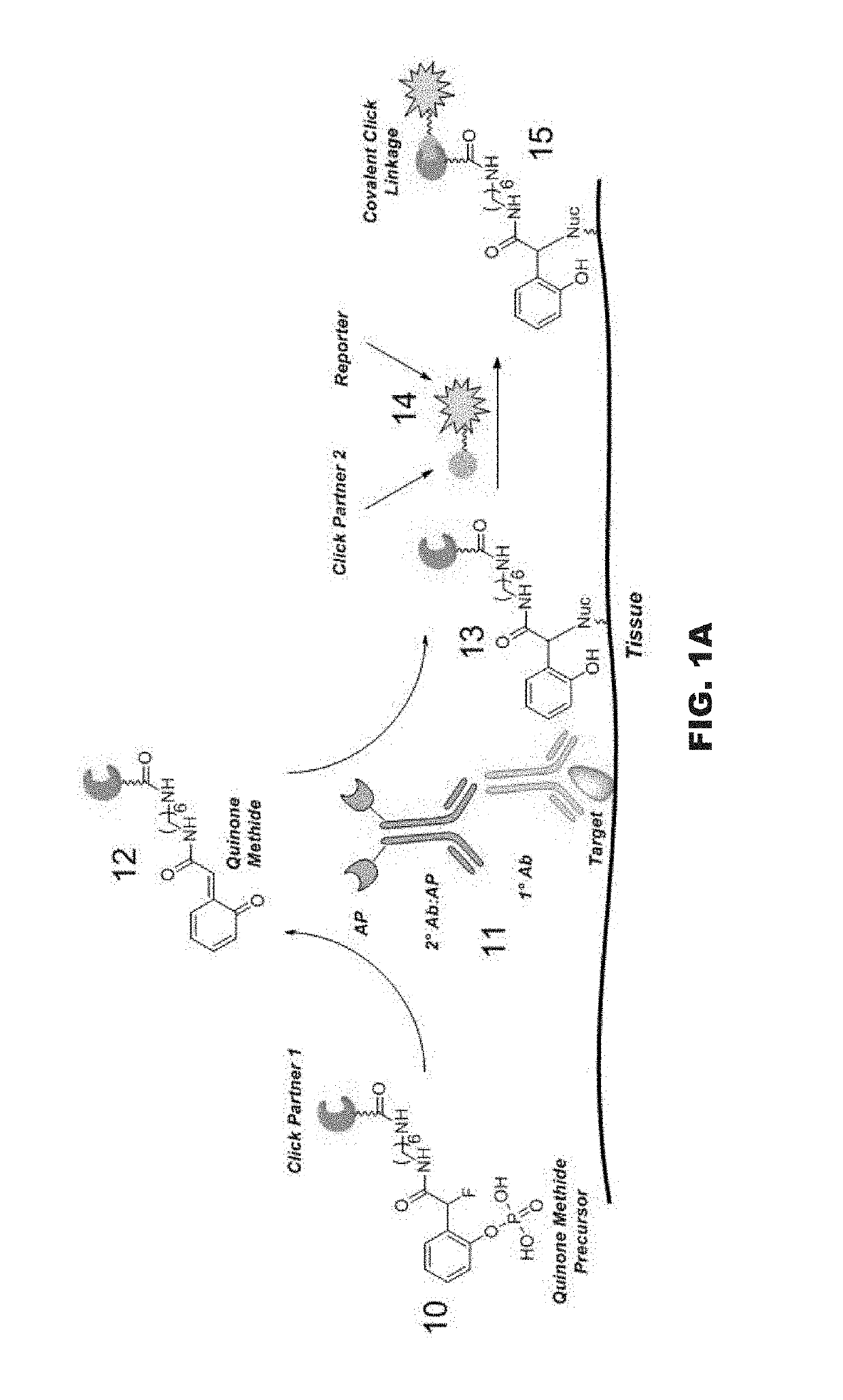 application-of-click-chemistry-for-signal-amplification-in-ihc-and-ish