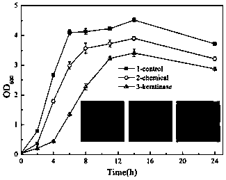 Novel metal ion tolerance keratinase and application thereof