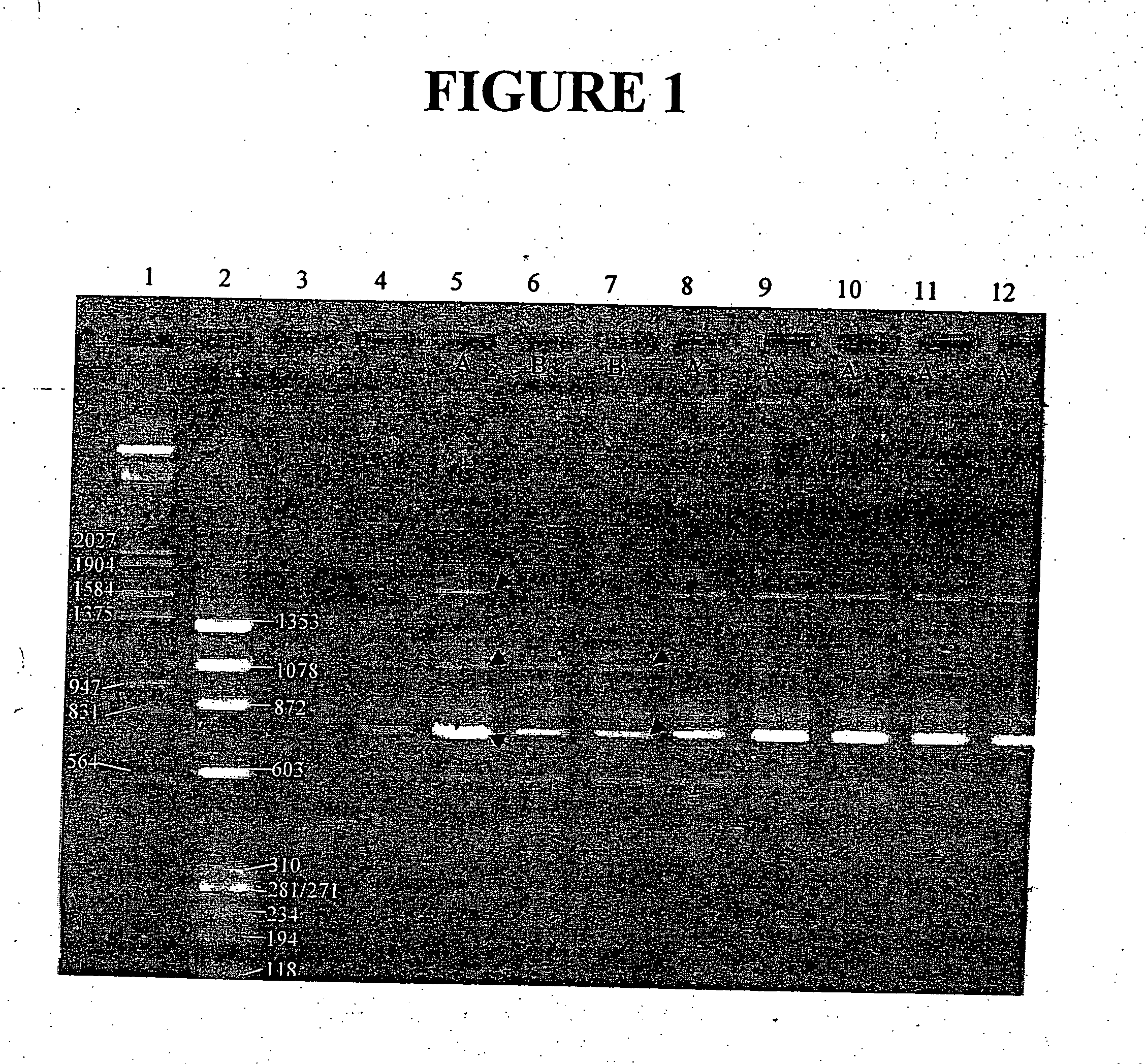 Vaccines for Mycoplasma bovis and methods of use