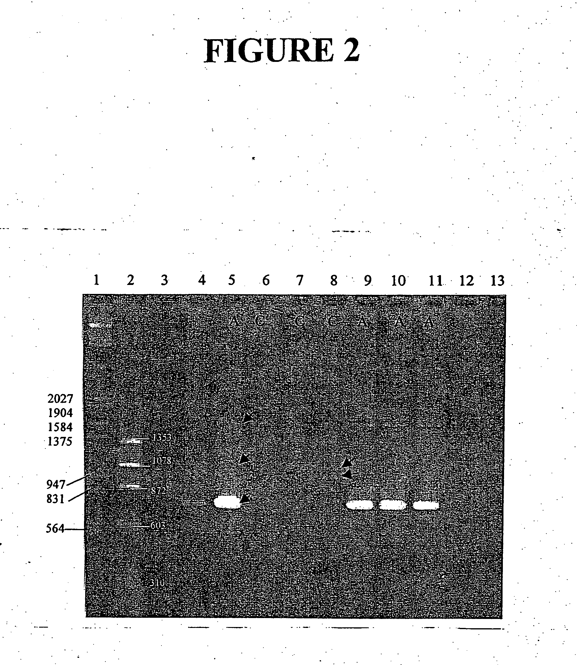 Vaccines for Mycoplasma bovis and methods of use