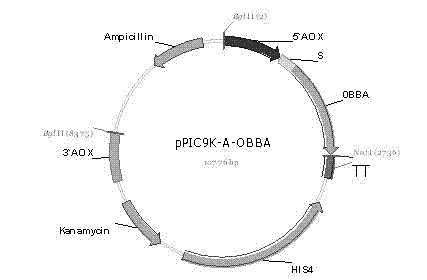 High-efficiency preparation method of beta-amylase