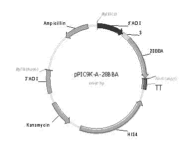 High-efficiency preparation method of beta-amylase