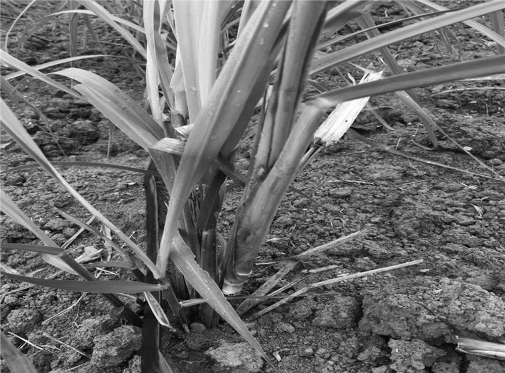 A method for rapid breeding of sugarcane healthy seedlings by transplanting original seedlings three times