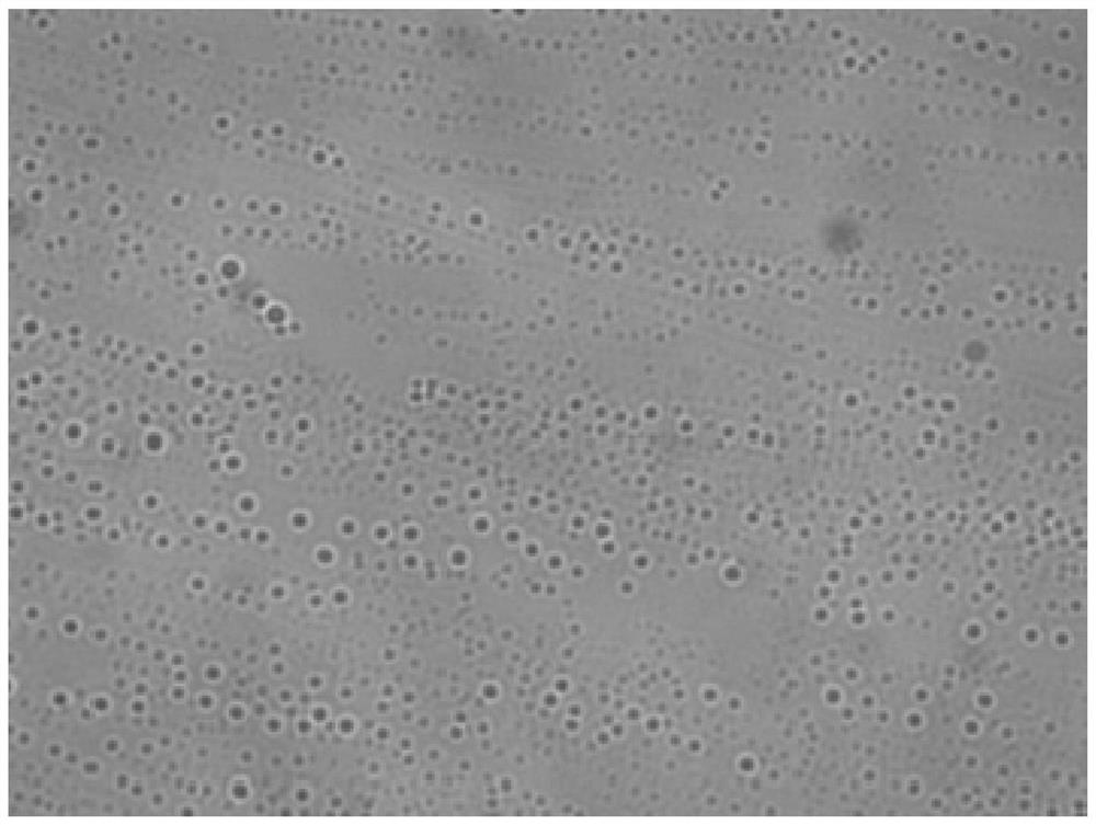 A nano oil displacement agent for tertiary oil recovery and preparation method thereof