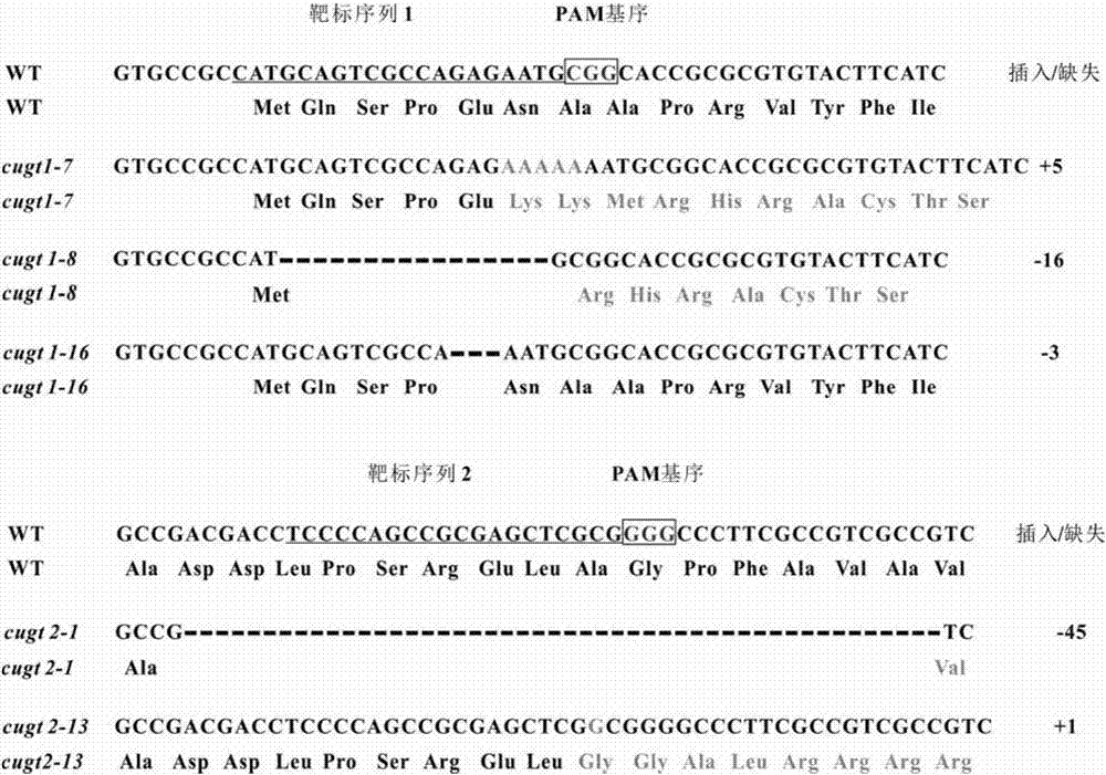 Method for preparing rice humidity and temperature sensitive type male sterile material and related gene