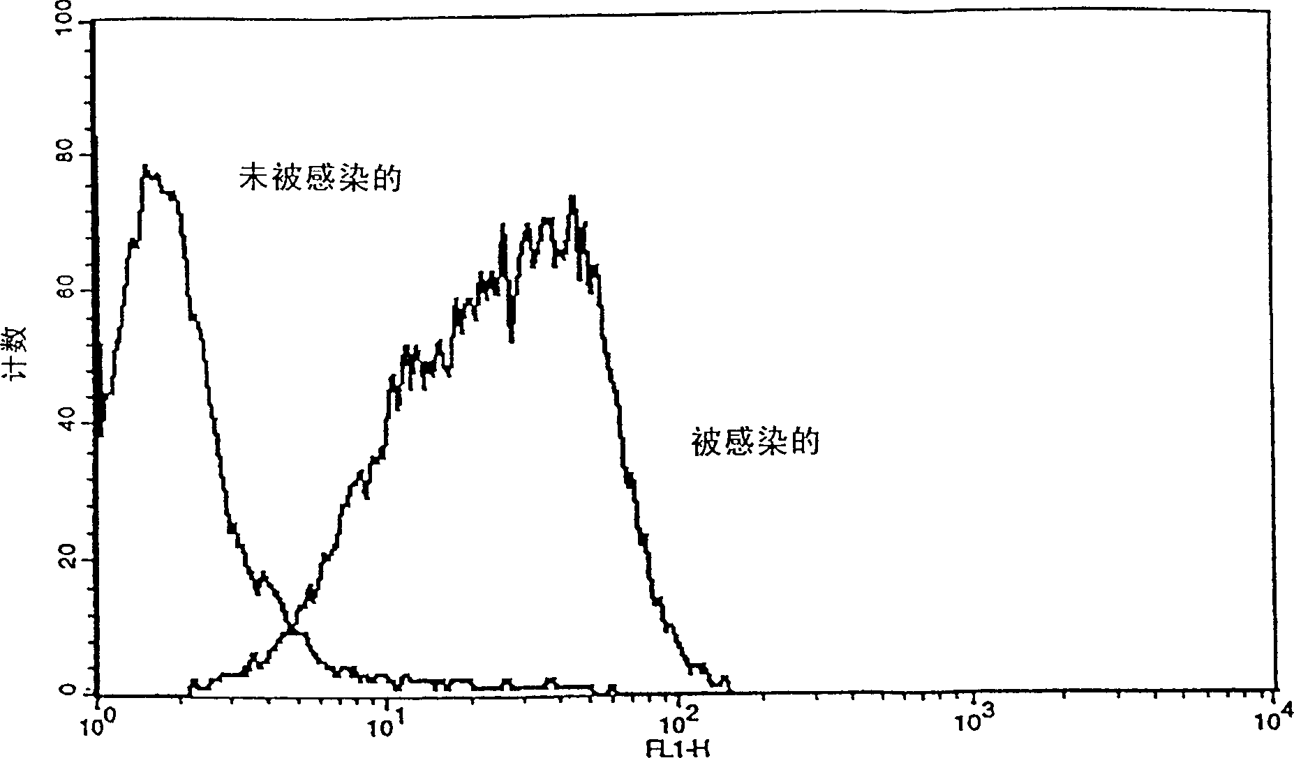 Infection of eukaryotic cells with viruses in vitro