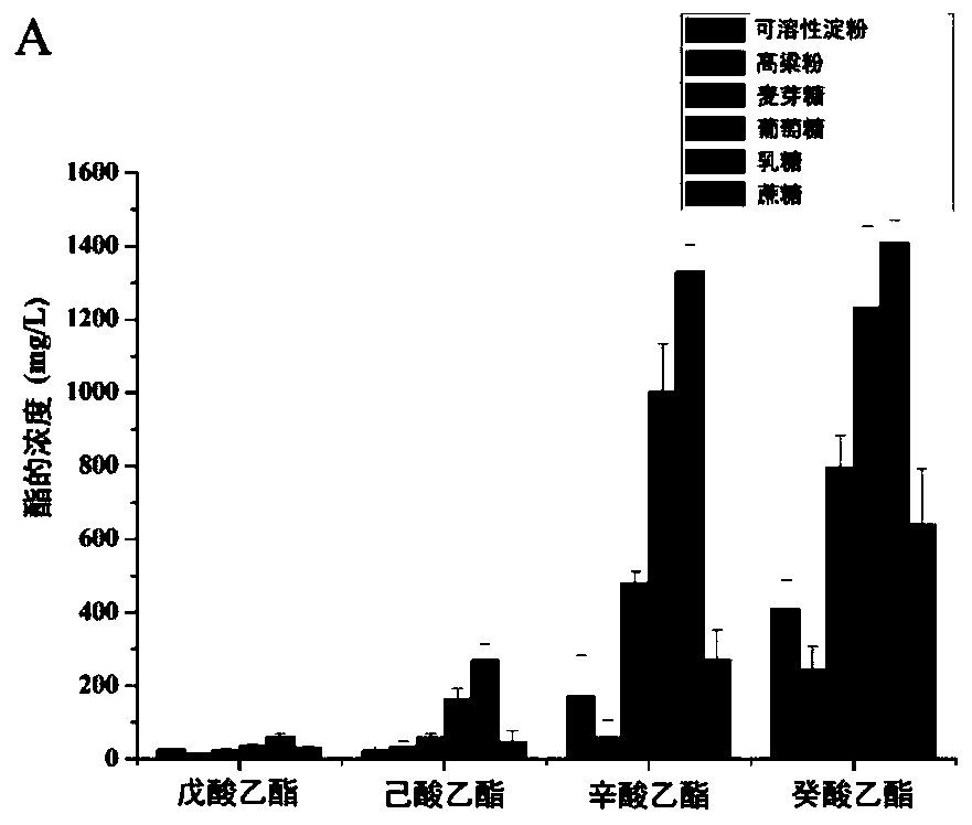 Aspergillus niger culture method and application thereof in catalytic synthesis of white spirit flavor ester