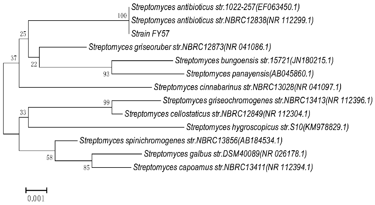 Anti-Streptomyces fy57 and its application in the preparation of trypsin inhibitors