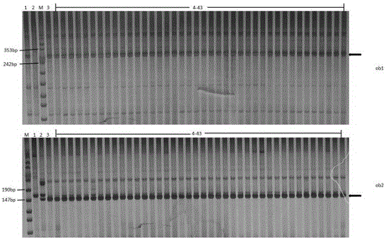 Molecular identification method of CGSS (cotton germplasm with stigma showing) gene