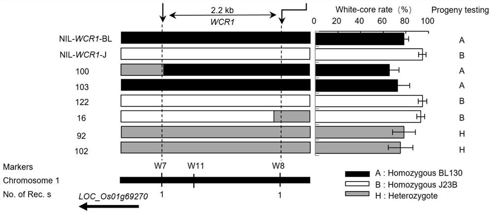 Application of WCR1 gene in regulating core-white rate or taste quality of rice