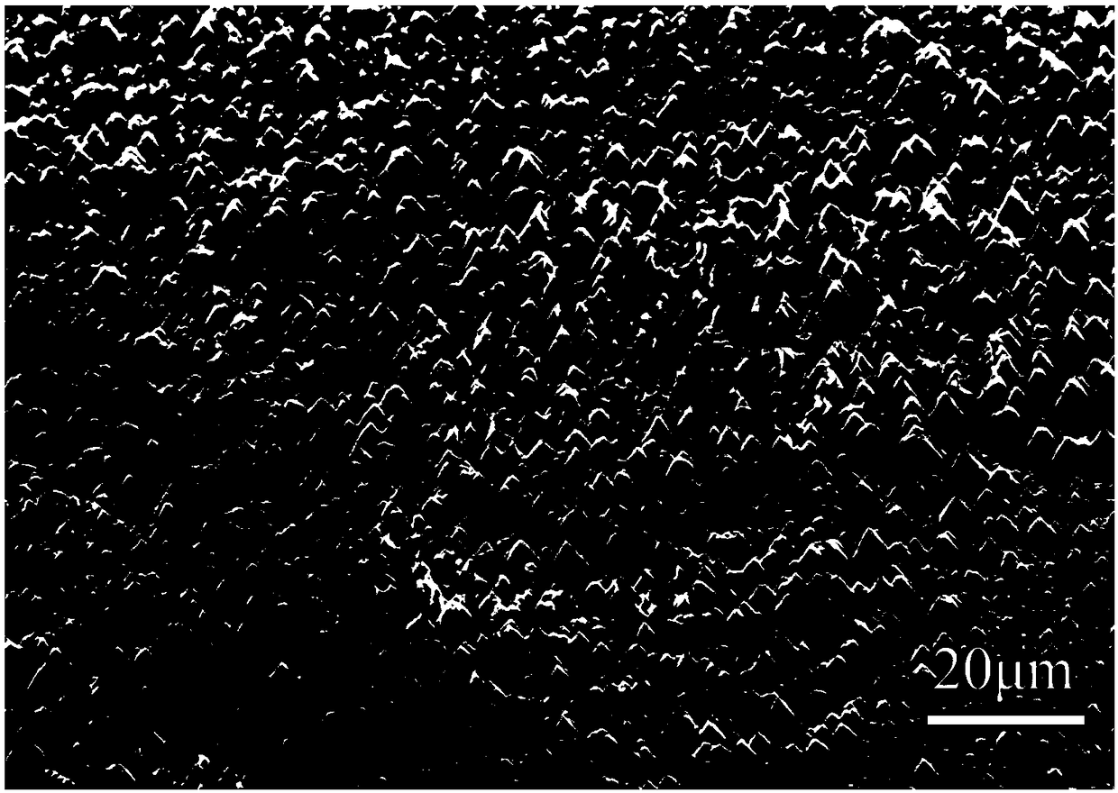 Method for auxiliary etching conical array silicon surface through pine structure porous copper