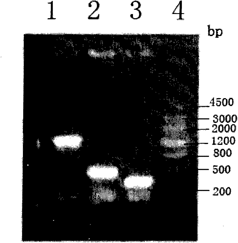 FLP-containing pBBR1MCS-2 recombinant plasmid and method for modifying zymomonas mobilis genome DNA