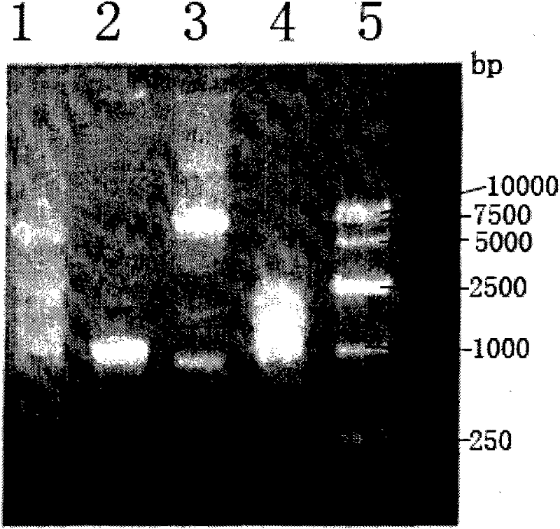 FLP-containing pBBR1MCS-2 recombinant plasmid and method for modifying zymomonas mobilis genome DNA