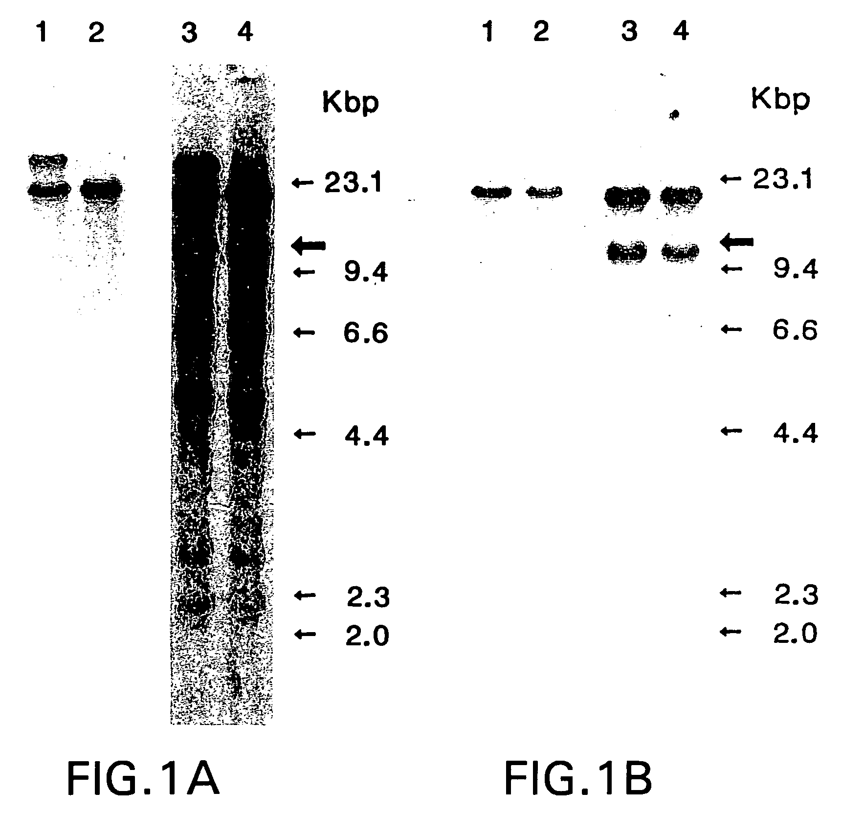 Methods for identifying alpha PDGFR agonists and antagonists