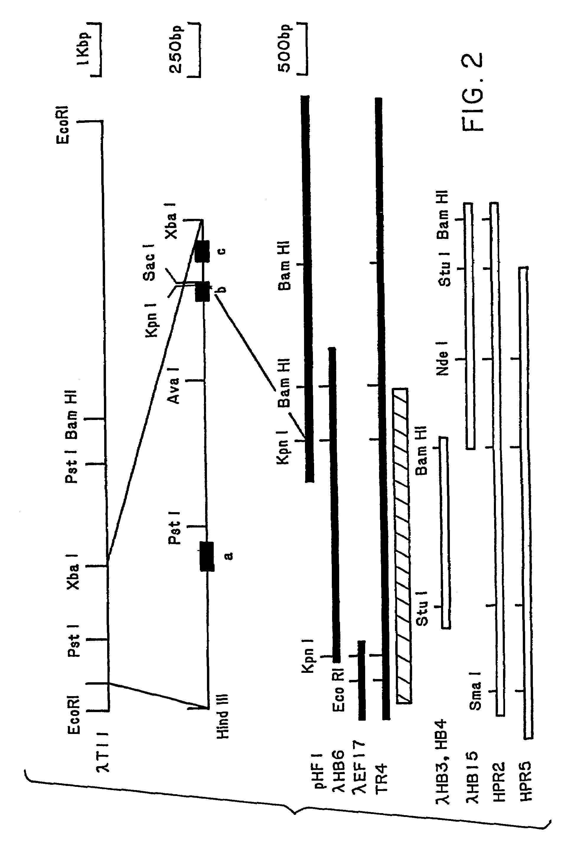 Methods for identifying alpha PDGFR agonists and antagonists