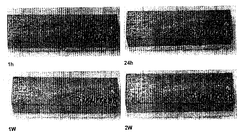 Hydrophobic cementitious composition