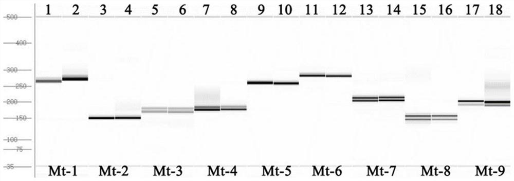 Primer pair for identifying carrot petal cytoplasmic male sterility and application thereof