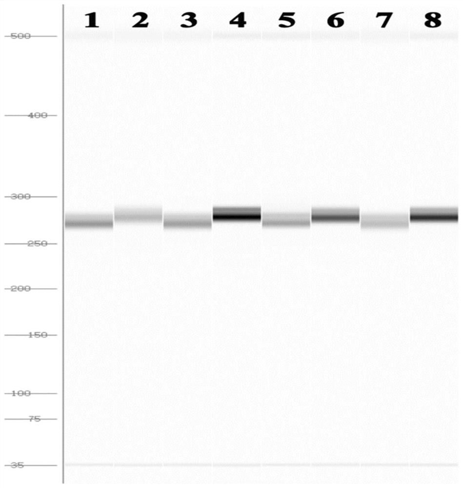 Primer pair for identifying carrot petal cytoplasmic male sterility and application thereof