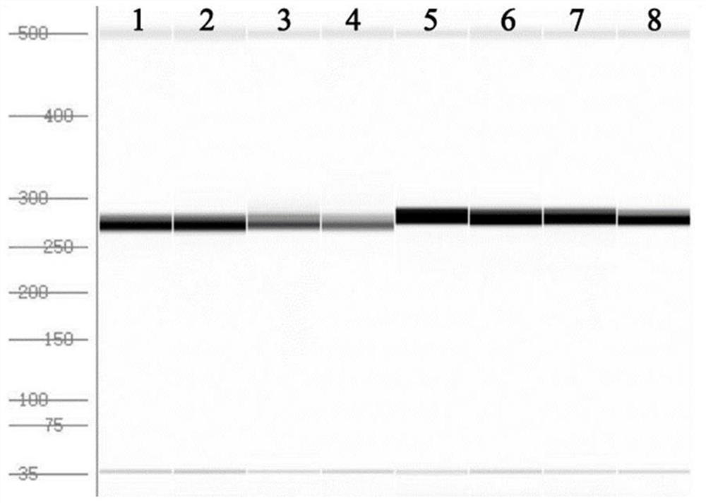 Primer pair for identifying carrot petal cytoplasmic male sterility and application thereof