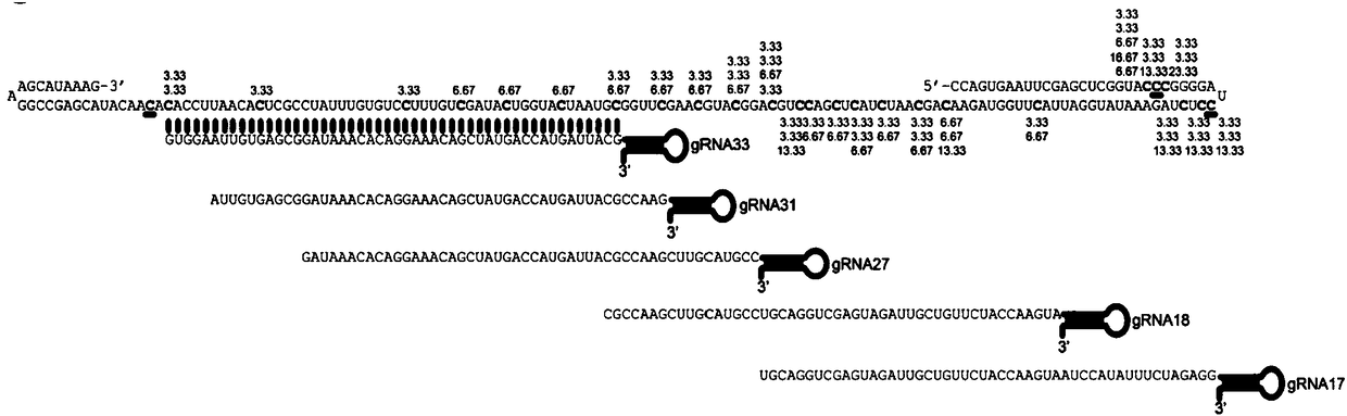 Plant RNA modification and editing system and method
