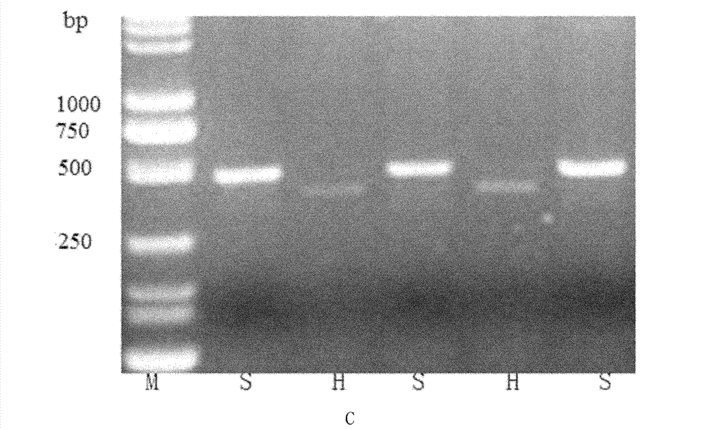 Molecular marker method for anti-rice blast gene Pi-hk1 (t) of paddy