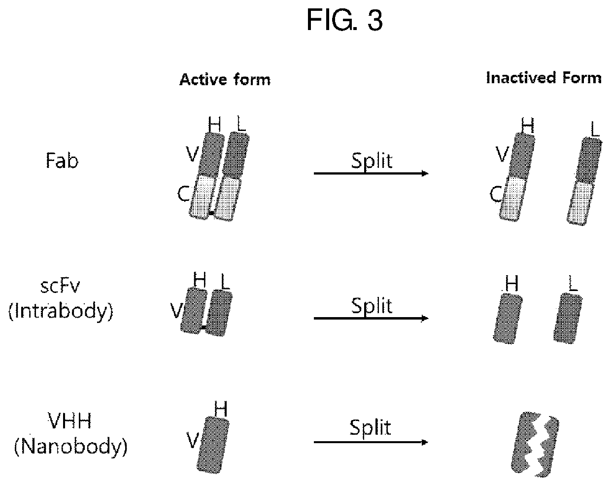 Antibody mimetic capable of being activated reversibly and uses thereof
