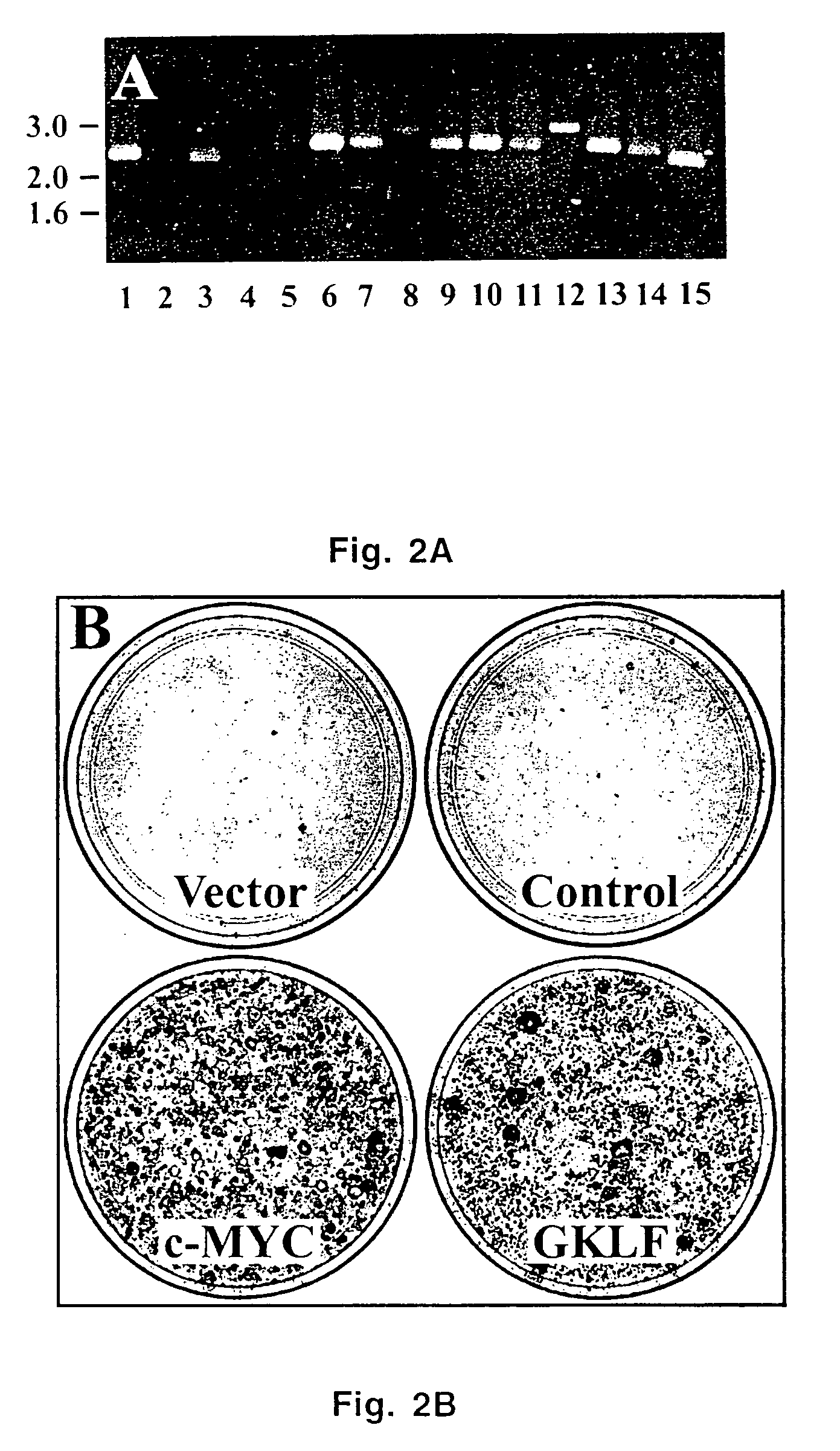 Krüppel-like transcriptional factor KLF4/GKLF and uses thereof