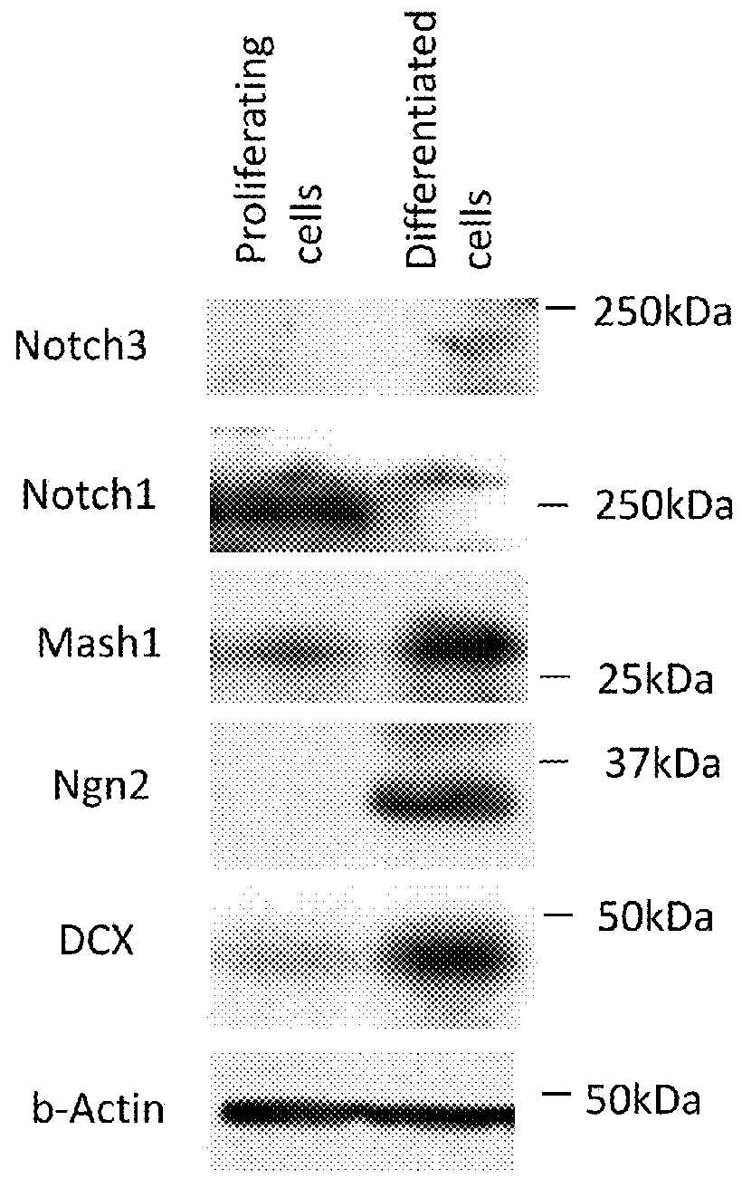 Method of inducing cellular differentiation using the Notch3 receptor intracellular domain