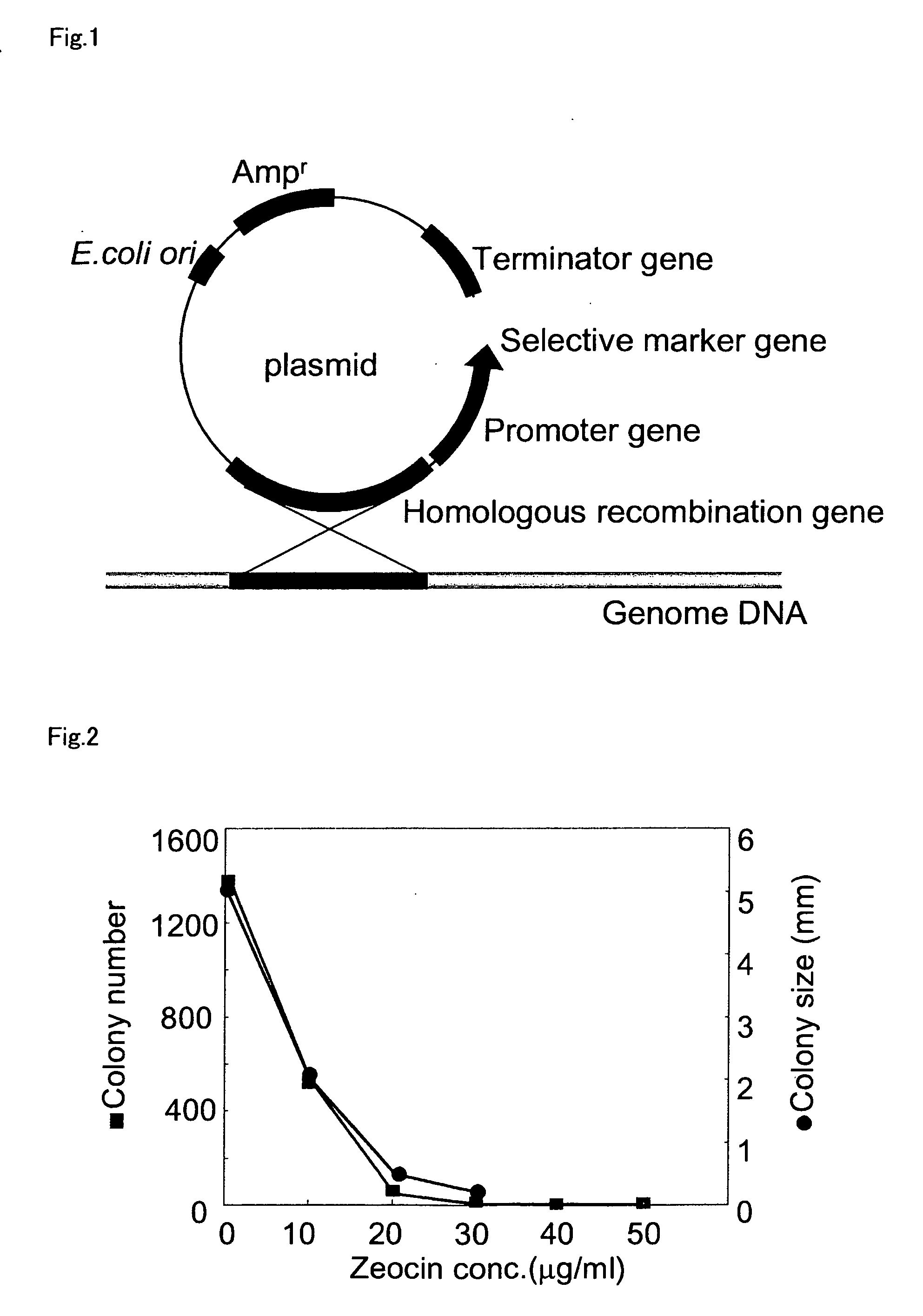 Method for introducing a gene into Labyrinthulomycota