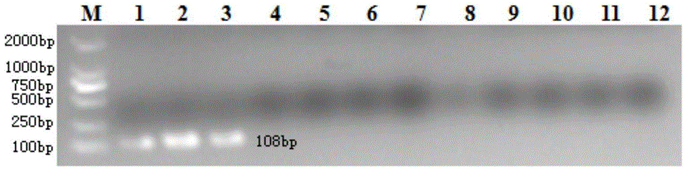 Primer for detecting Escherichia coli, and method and application of primer