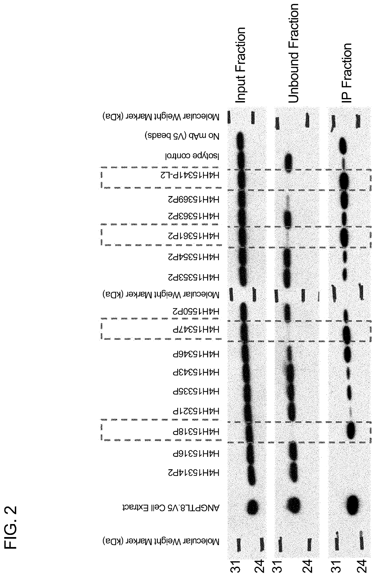 Angptl8 assay and uses thereof