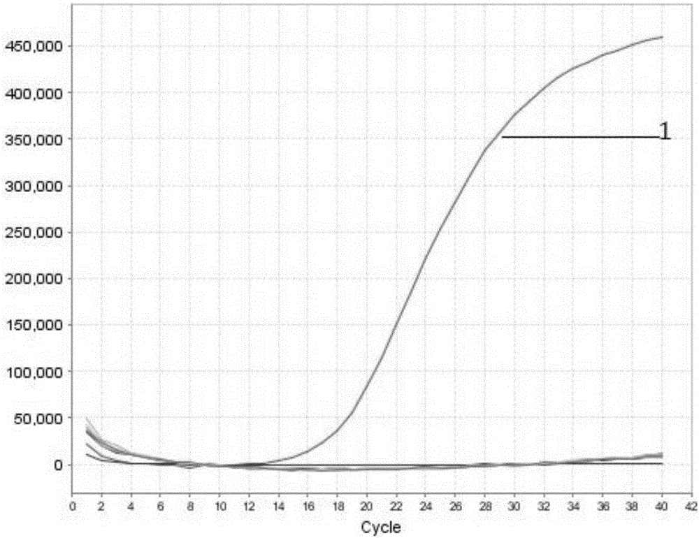 Detection primer set of bainite rickettsia and detection reagent of detection primer set and real-time fluorescent quantitative PCR method