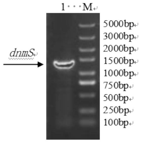 Method for preparing glycosyl transferase DnMS