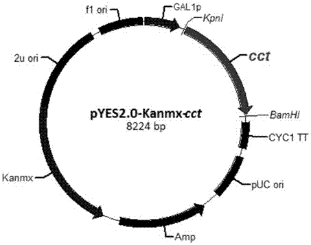 Overexpressed phosphorylcholine cytidine transferase saccharomyces cerevisia genetically engineered bacteria as well as construction method and application thereof