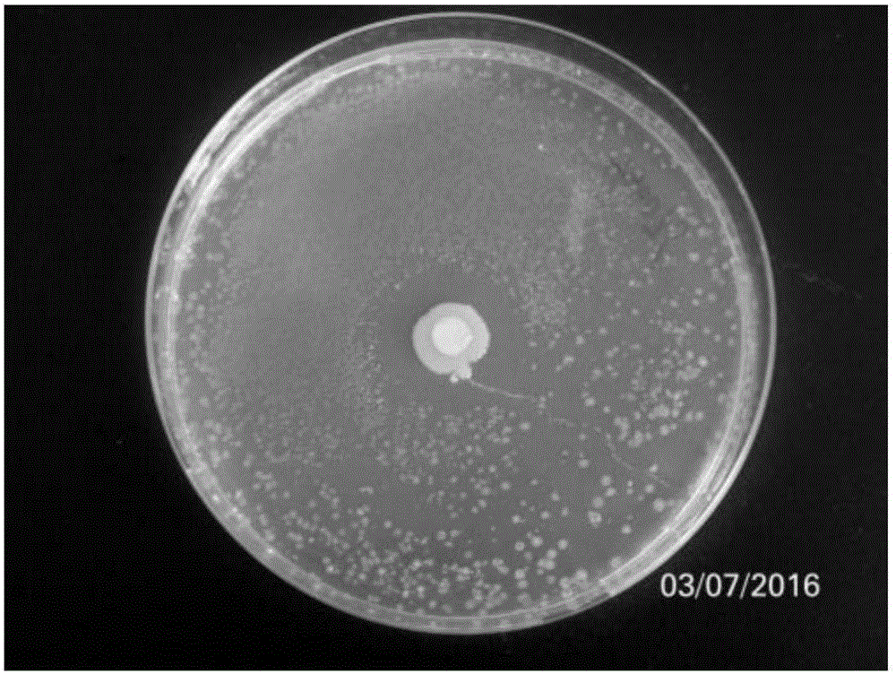 Serratia grimesii and application thereof