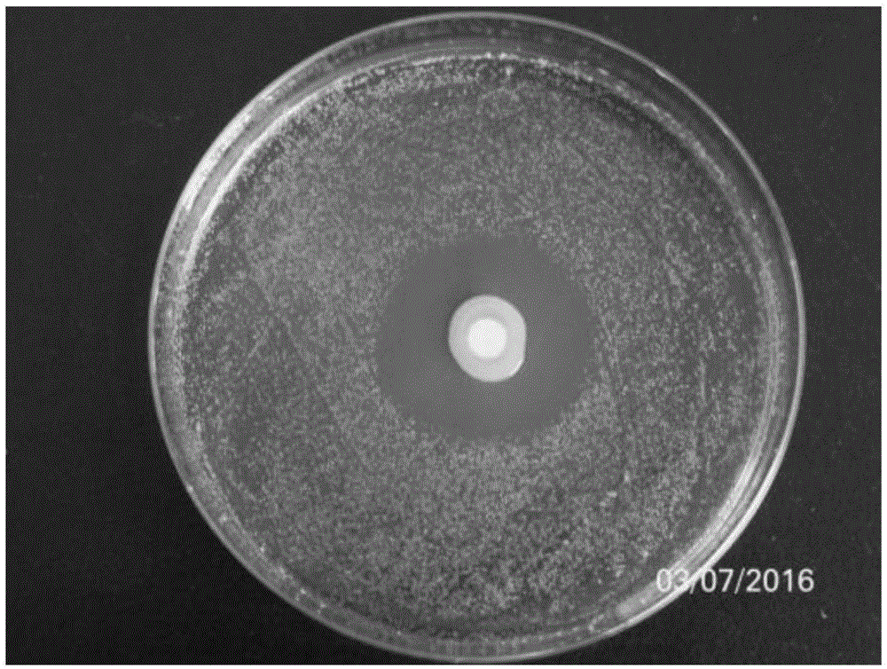 Serratia grimesii and application thereof