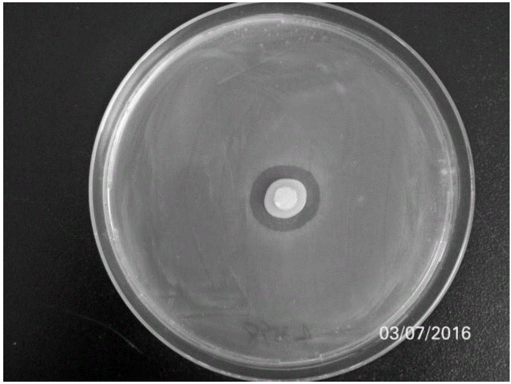 Serratia grimesii and application thereof